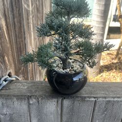 Artificial bonsai tree in black ceramic pot