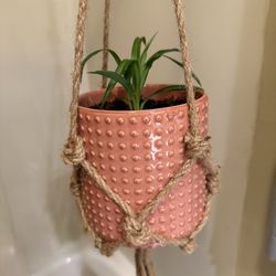 Hanging Spider Plant 