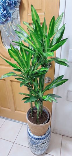 Cintho Dracaena Plants