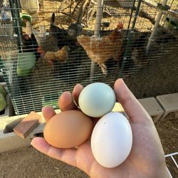 Fresh Organic Pasture Raised Eggs