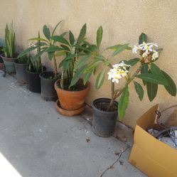 Plantas