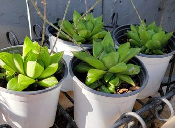 Cute Succulent
