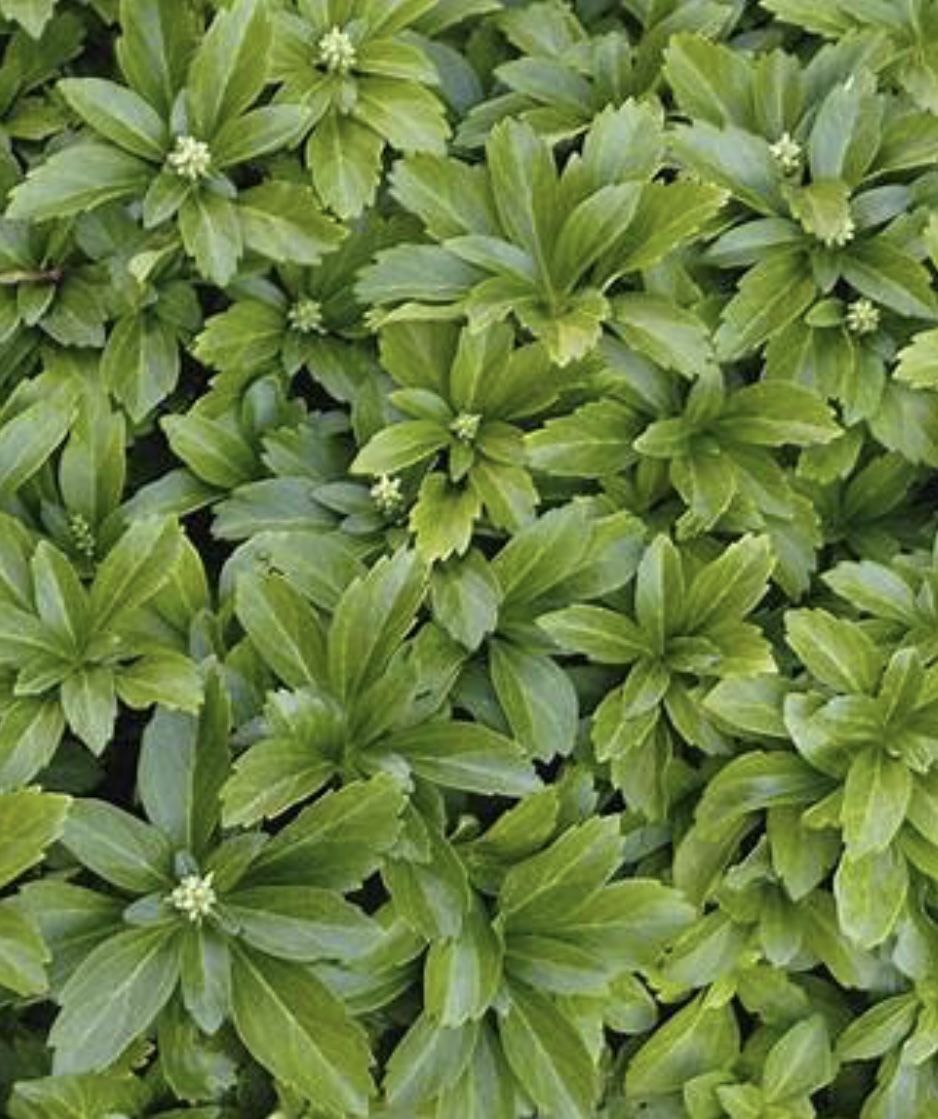 Ground Covers Perenials