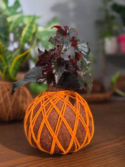 KOKEDAMA Black Magic Begonia (Alas De Angel) – Handmade Fall Living Decor