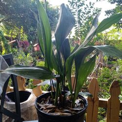 Aspidistra aka Cast Iron Plant