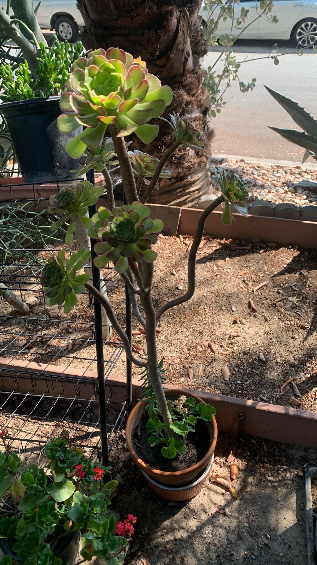 Beautiful Plant