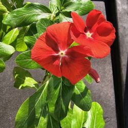 Red Vinca Flower Plant, Rare Color In Small Container
