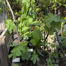 Yolo Bypass Fig Trees