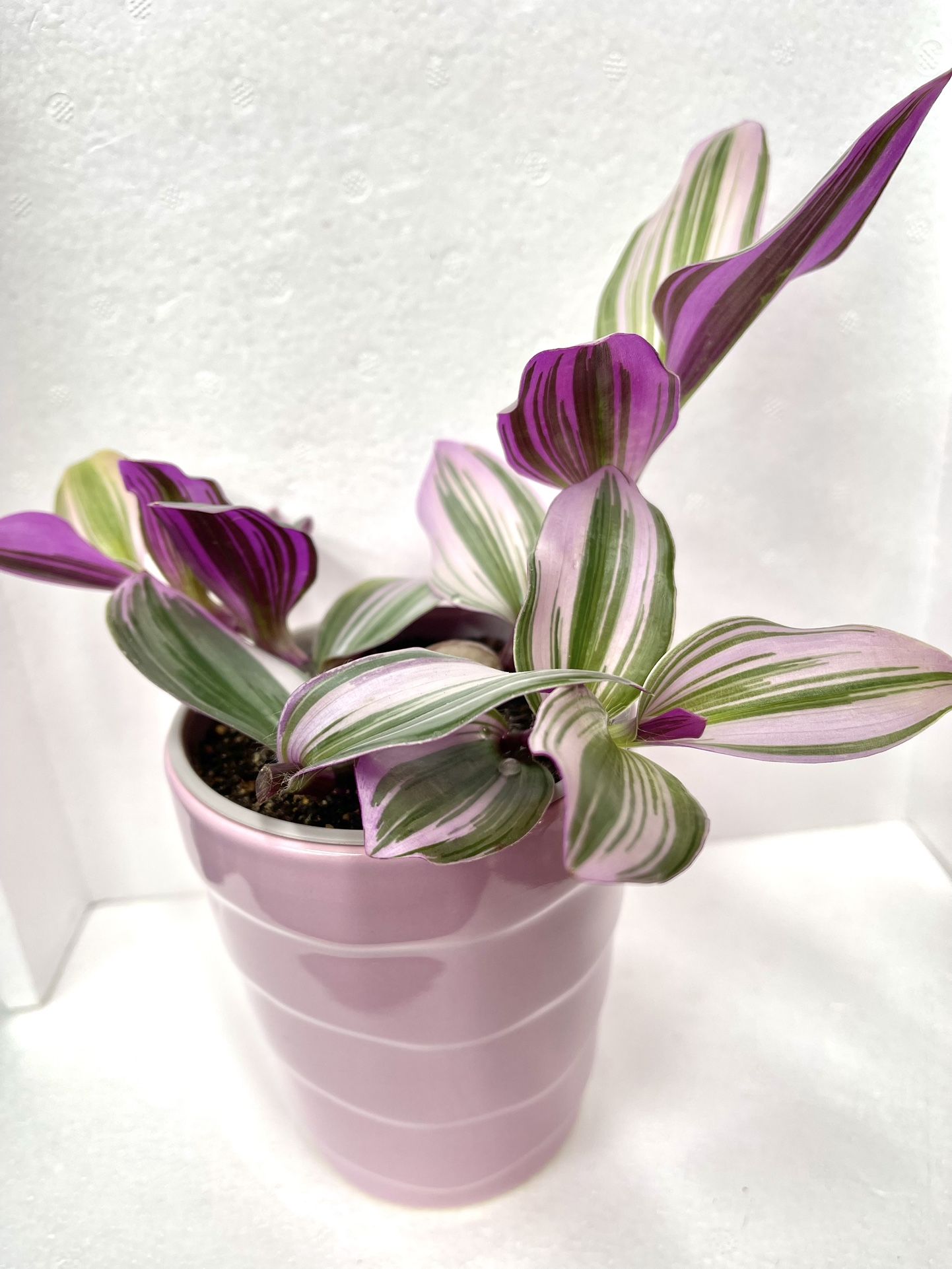 Tradescantia Nanouk House Plant In 4.5”H Ceramic Pot.