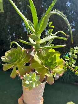 Gorgeous Succulent