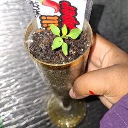 Wine Glass Plant