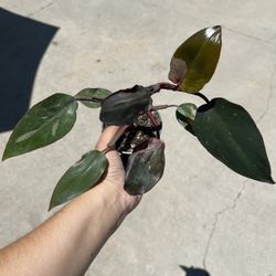 4” Pink Princess Philodendron