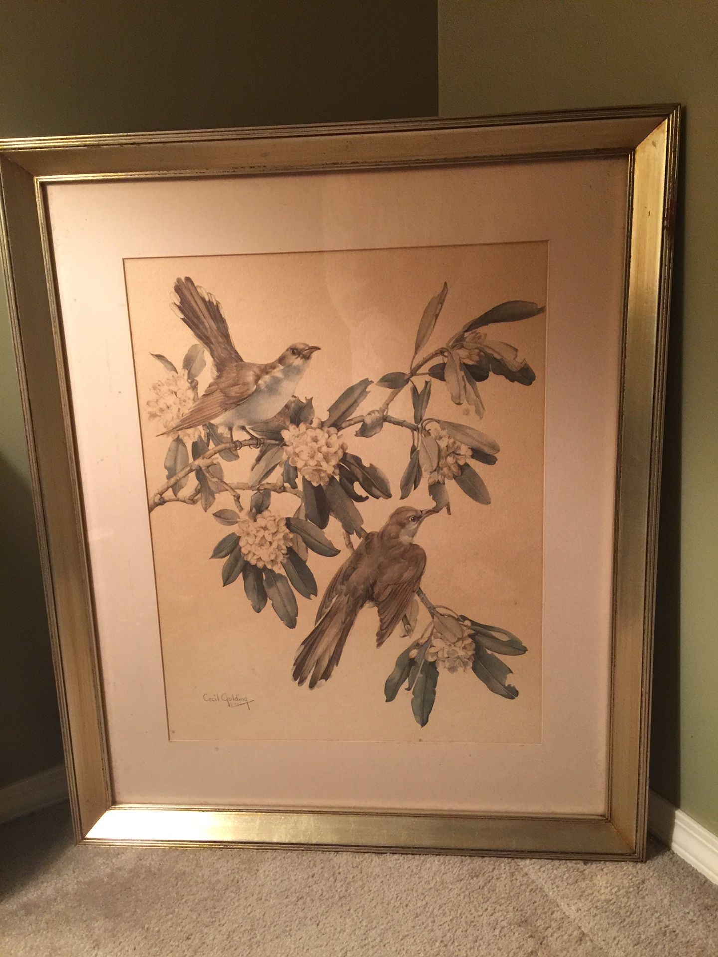 Large Vintage Picture by Cecil Golding/Yellow Billed Cuckoo