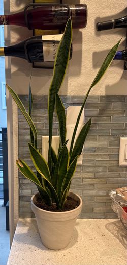 Healthy snake plant