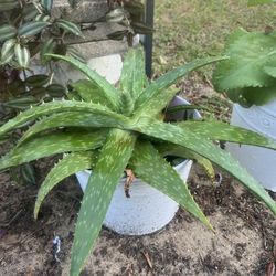 Aloe Vera
