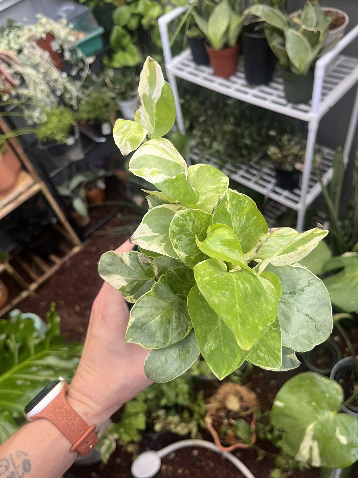 Pothos