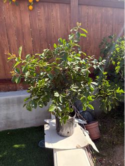 Healthy Strawberry Guava Plant is having fruits in a 5 gallon pot. About 4 feet tall.