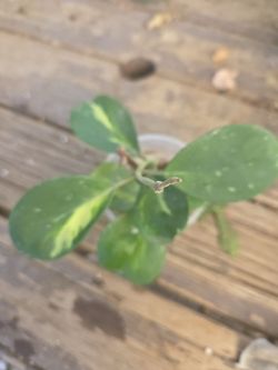 Hoya obovada variegated