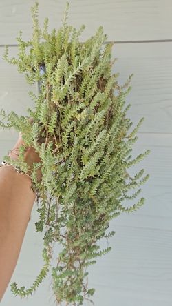 Sedum Plant