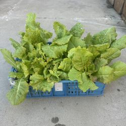 lettuce seedling plants