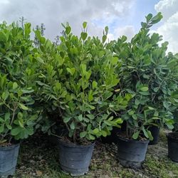Clusia Privacy Hedge Plants 15gl 5ft🏡🏡$40
