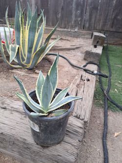 Agaves
