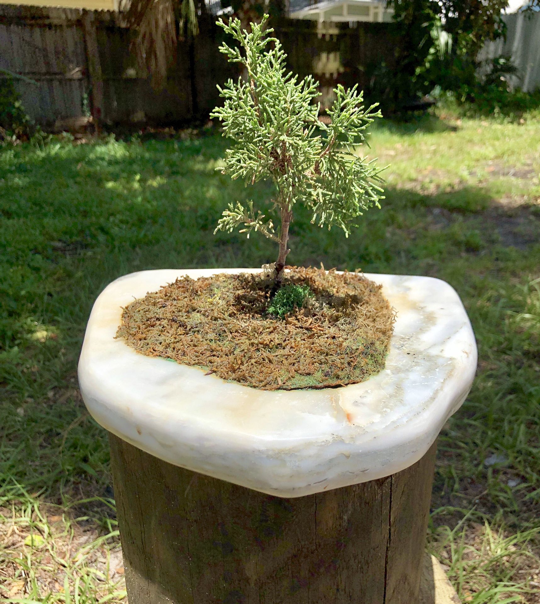 Stone Pot Bonsai Art