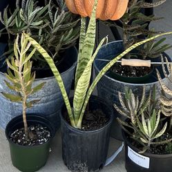 Large Snake Plants 