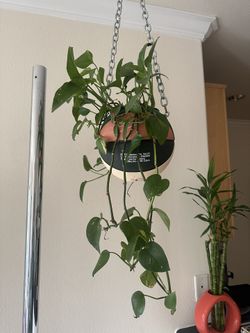 Hanging Basketball Planter | Limited Edition Nike Basketball
