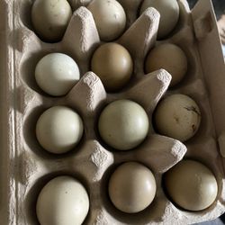 Fresh Fertile Pheasant Eggs 