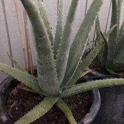 Aloe Vera plants-healthy and properly established plants. 100% ORGANIC-Home Grown (price and size vary)🪴🪴🪴 (Plantas de Sábila-Zabila, or (Savila-Za