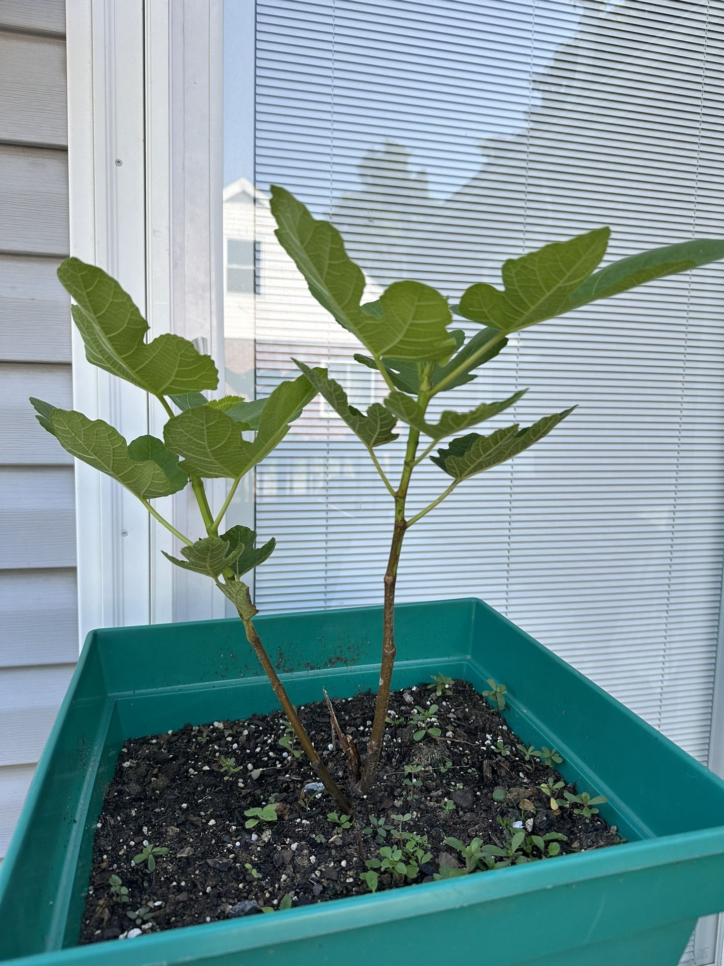 Fig Fruit Tree