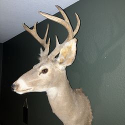 Deer Head Mount Taxidermy 
