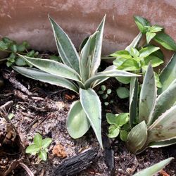  $3 each  5-7” succulent plants