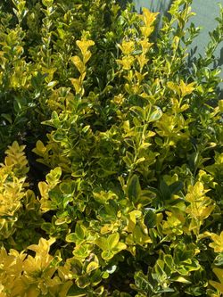 Euonymus Japonicus
