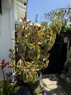 Tineke Ficus Rubber Tree