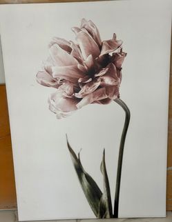 Pink Tulipe No1 Fine Art Print