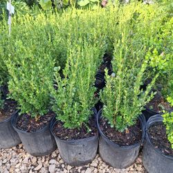 Boxwood 