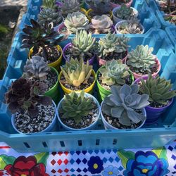 SUCCULENT SALE!!!