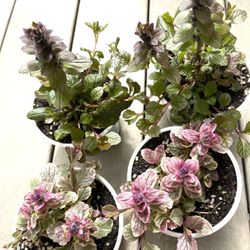 Bugleweed (Ajuga), Perennial Plant. Please See All Pics.