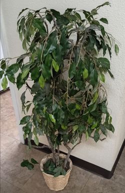 Artificial Ficus Tree