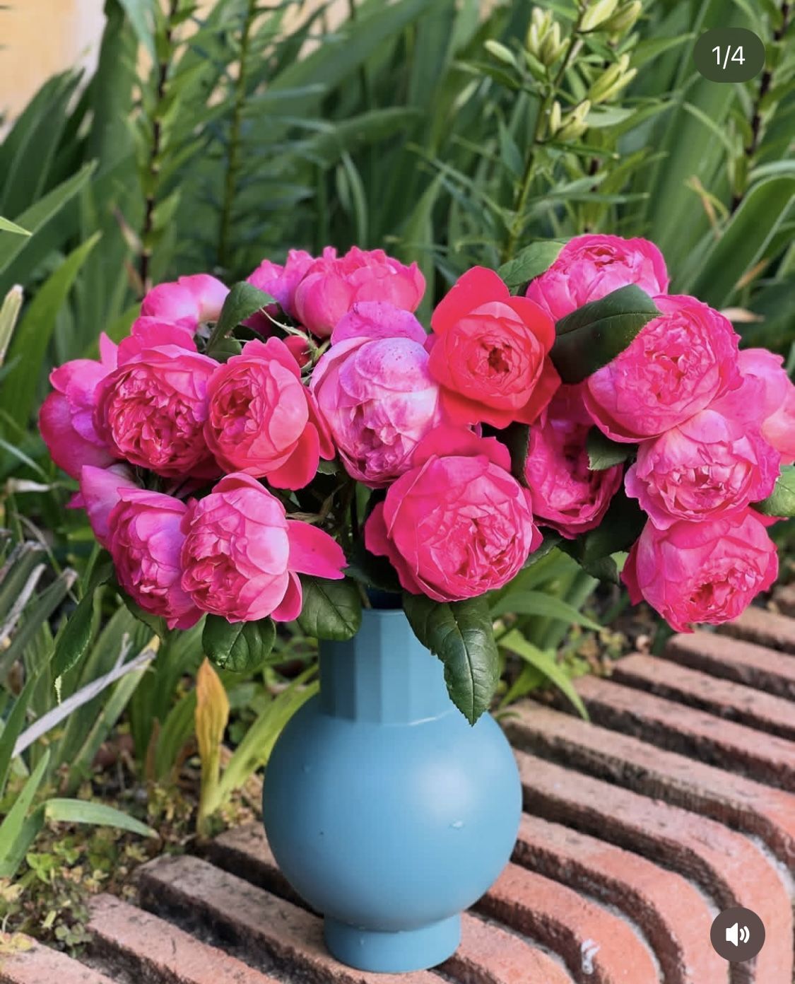 Roses