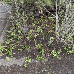 Pachysandra Plants, HUGE BAG and Savings