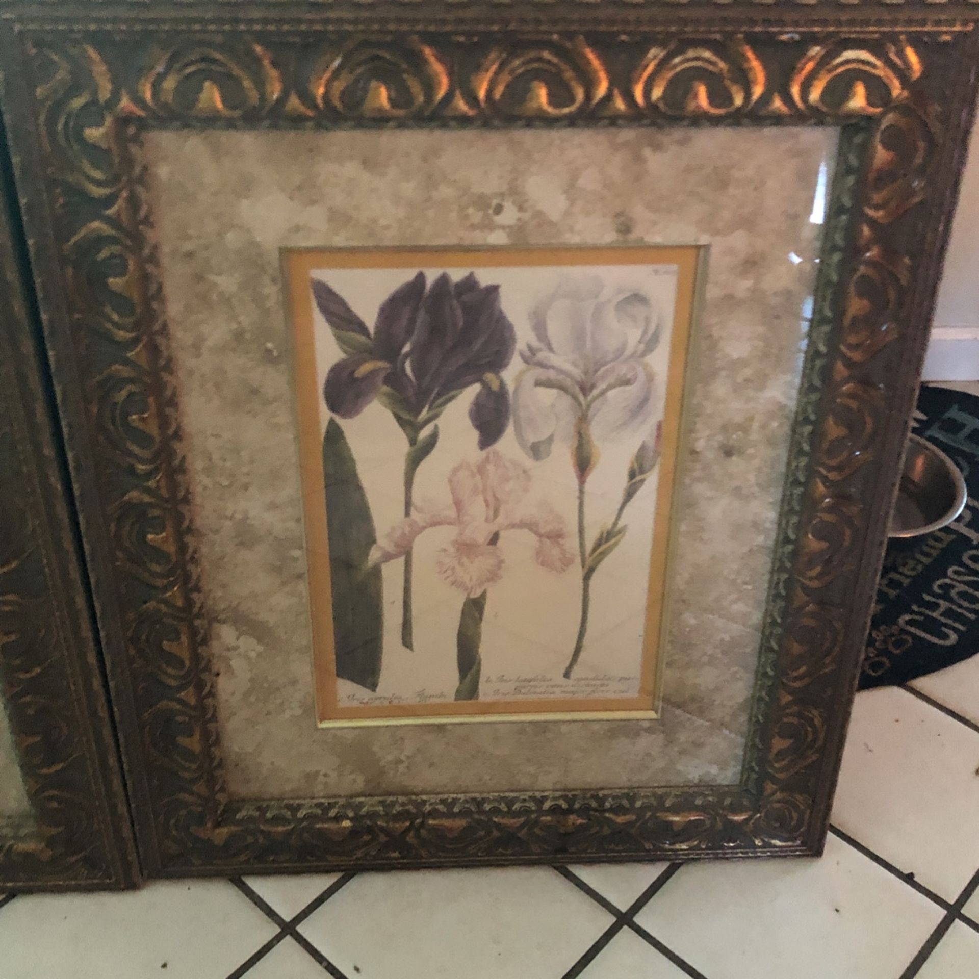 Framed Iris Prints