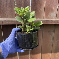 3-4 rooted jade plant money tree cutting