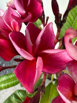 Blooming Plumeria Plant V6