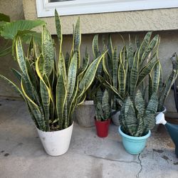 Snake Plants 