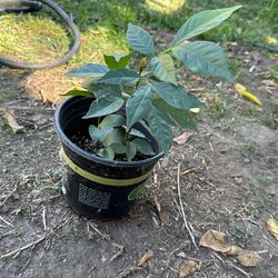 Ice Cream Bean Plants 