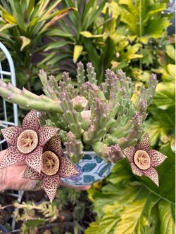 Planta estapelia