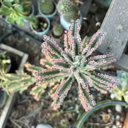 Variegated Mother Of Millions Plants Large Tall